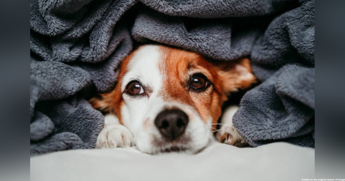 Simple Tips to Keep Your Pets Warm This Winter
